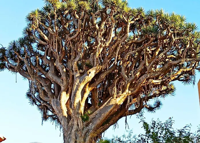 Tenerife * لا أوروتافا