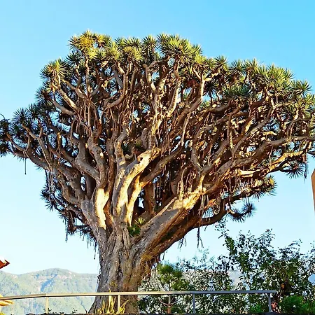 Tenerife * La Orotava