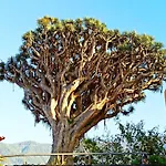 Tenerife * لا أوروتافا